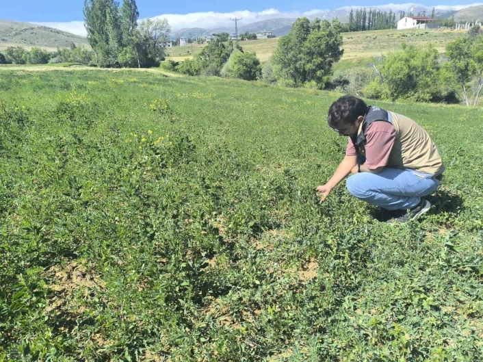 Bayburtta 4 köyde yem bitkisi tarla kontrolleri tamamlandı
