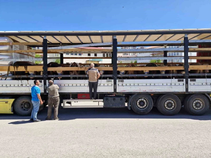 Bayburtta kurban sevki denetimleri sürüyor
