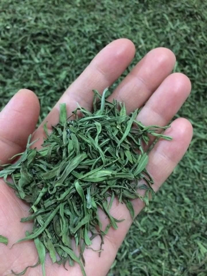 Bayburtta yüzde 70 devlet katkılı Tarhun fidesi dağıtılacak
