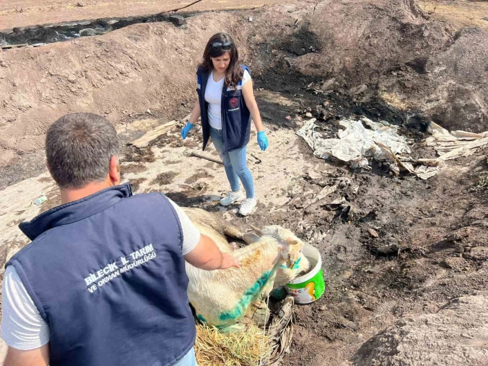 Bilecikte acı bilanço ortaya çıktı
