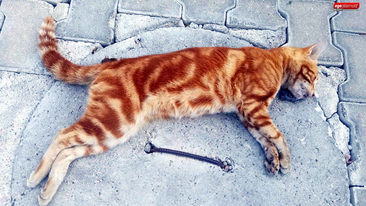 Bodrum’da kedi katliamı!