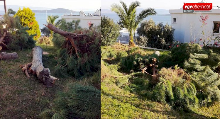 Bodrum'da 'manzara' için ağaç katliamı yaptılar!