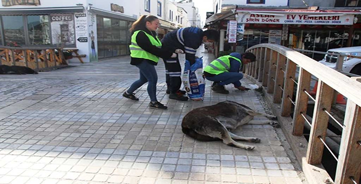 Bodrum'da  sokak hayvanları unutulmuyor