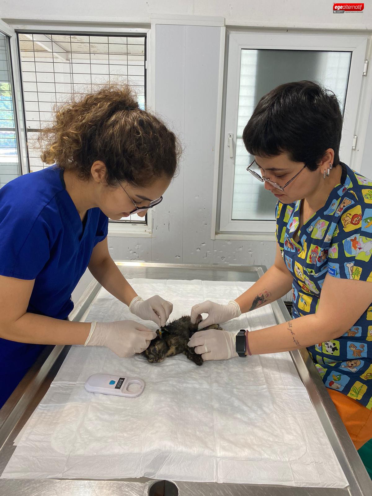 Bodrum'da yavru kedi için veteriner işleri seferber oldu