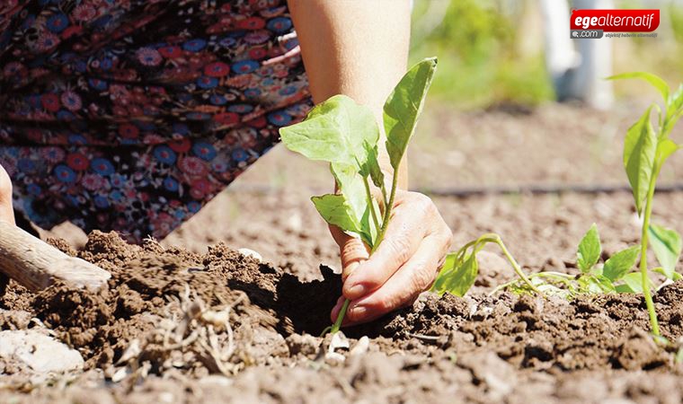 Bodrum'da yerel tohum ve AR-GE merkezi açılıyor
