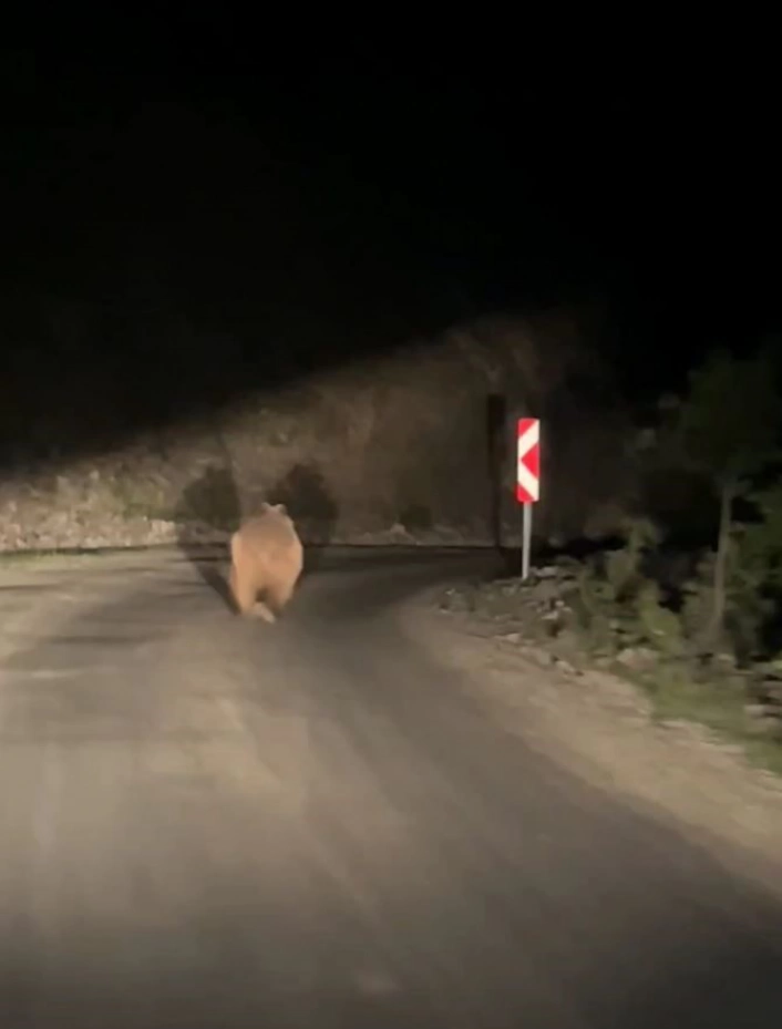 Boluda otomobil gören ayı korkup böyle kaçtı

