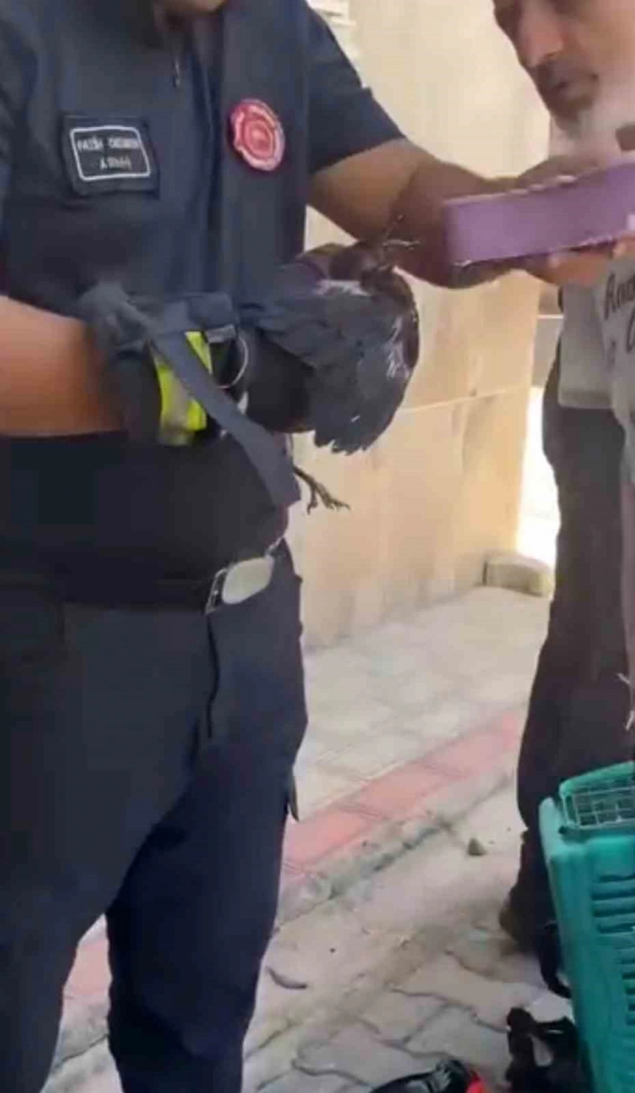 Bursada yürekleri ısıtan kurtarma Yavru karga ağaca sıkıştı, çaresizce bekledi
