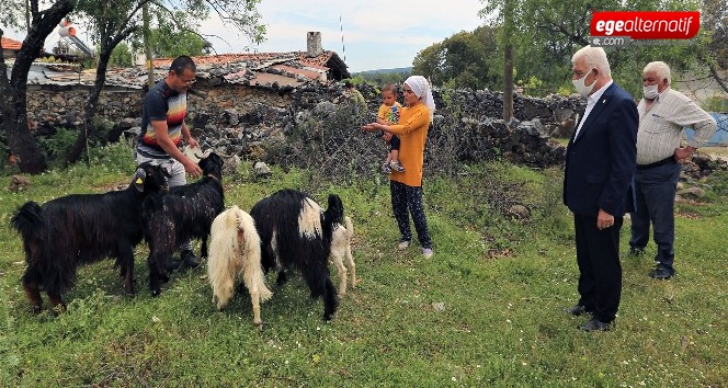 Büyükşehir'den 100 Aileye 300 Kıl Keçisi 