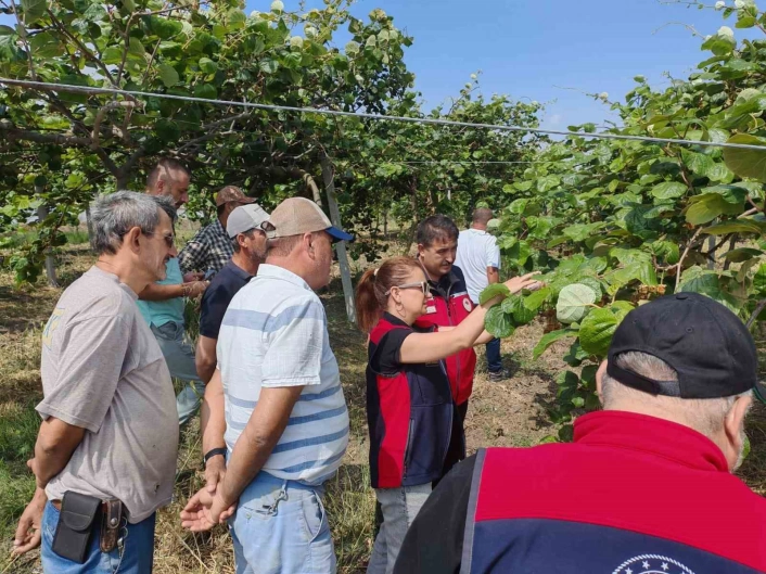 Çanakkalede kahverengi kokarcalara karşı doğaya samuray arısı salındı
