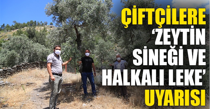 Çiftçilere ‘zeytin sineği ve halkalı leke’ uyarısı