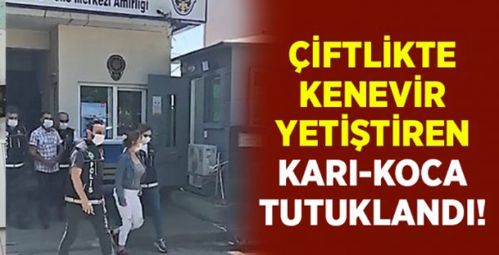 Çiftlikte kenevir eken karı koca tutuklandı!