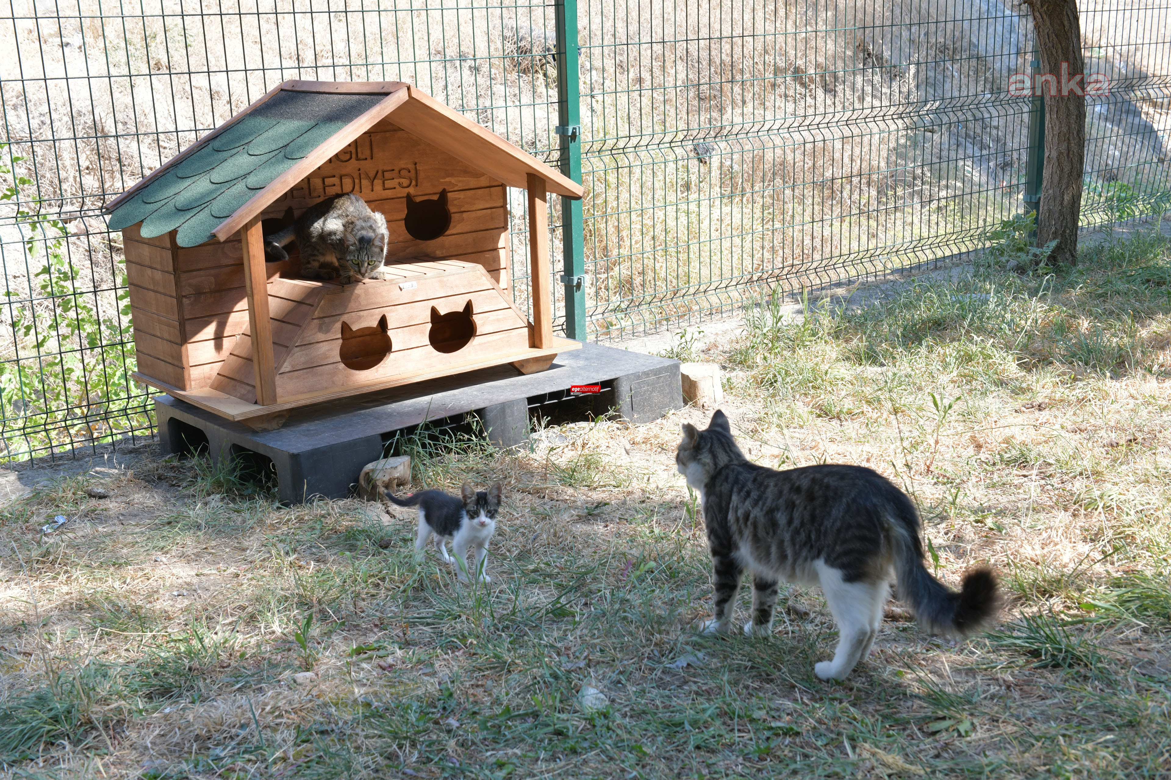 Çiğli'de sokak kedileri yeni evlerine kavuştu 