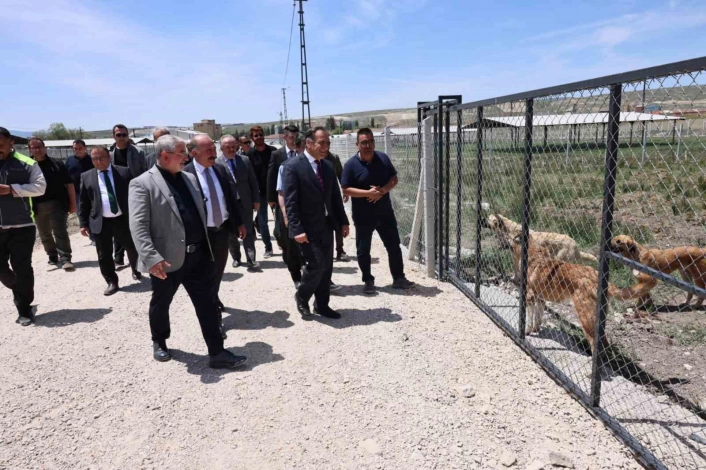 Çorumda sokak hayvanları için yapılan 
