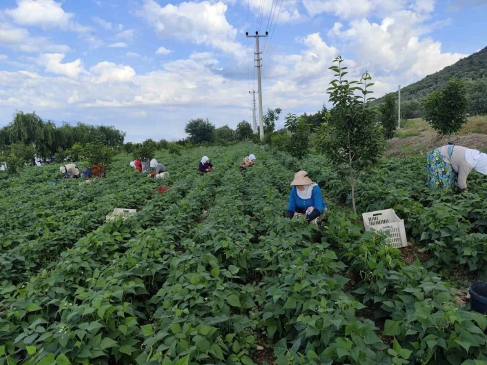 Damaklarda iz bırakan nazende fasulyesinin hasadına başlandı

