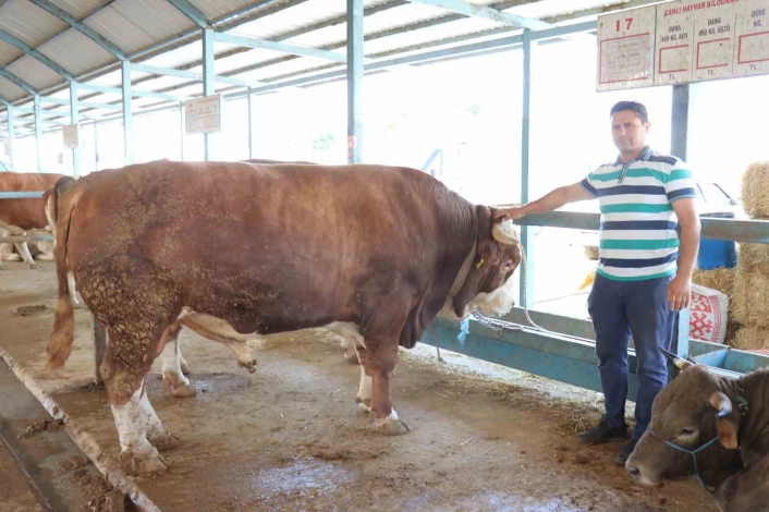 Denizli kurban pazarının en büyüğü tosun 310 bin TLye satıldı
