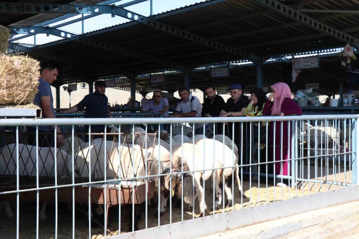 Denizlide kurbanlıklar alıcılarını bekliyor
