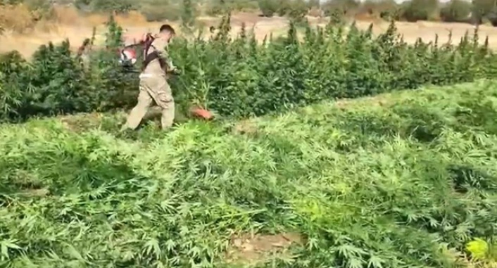 Diyarbakırda 70 ton toz esrar elde edebilecek 3 milyon 476 bin adet kök kenevir ve skunk ele geçirildi: 7 gözaltı
