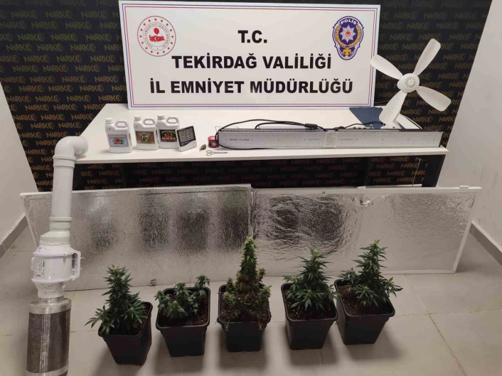 Dolaptan kenevir serası çıktı
