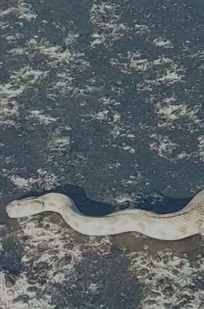 Elazığda karayoluna inen dev engerek korkuttu
