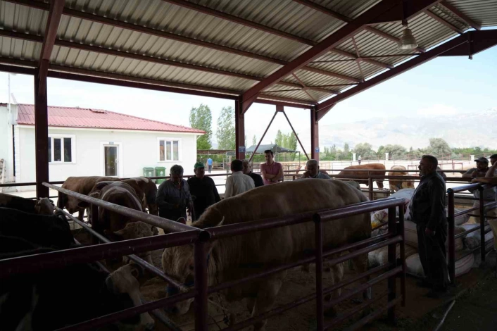 Erzincanda Kurban Bayramı hareketliliği başladı: Hayvan pazarı sıkı pazarlıklara sahne oldu
