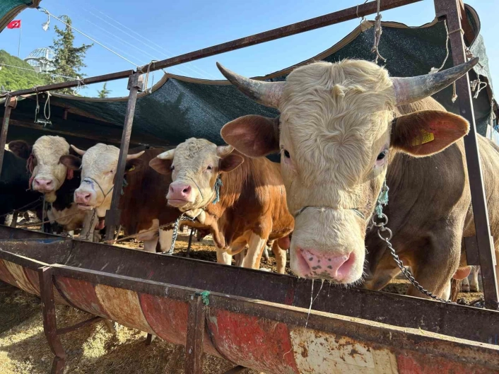 Erzincanda kurban kesim yerleri açıklandı
