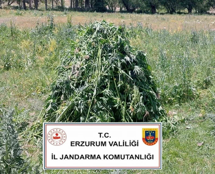 Erzurumda 867 kök kenevir bitkisi ele geçirildi
