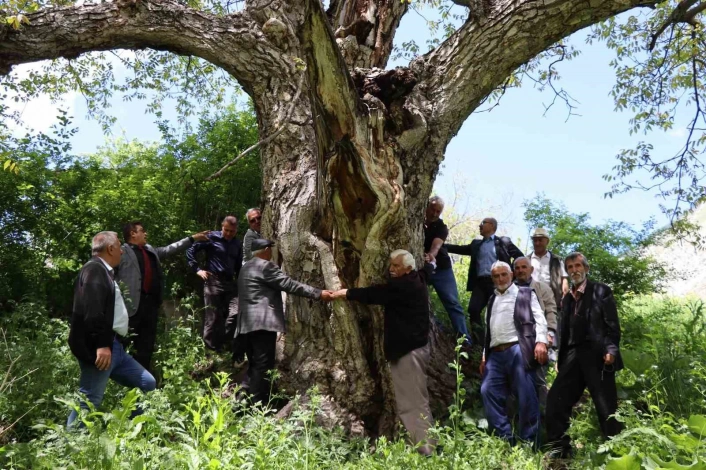 Erzurumda en az 300 yıllık ceviz ağacı dimdik ayakta
