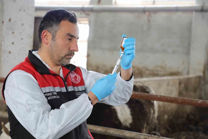 Eskişehirde şap aşılama kampanyası yüzde 100 başarıyla tamamlandı
