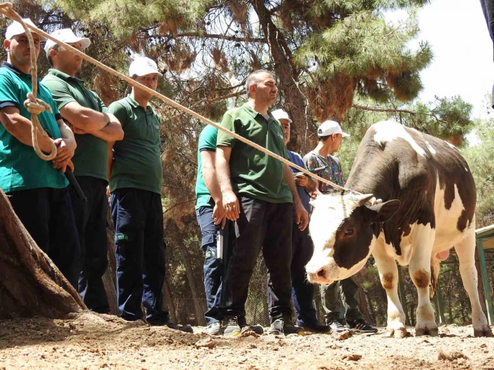 Gaziantep Büyükşehir, kurban yakalama timi bayrama hazır
