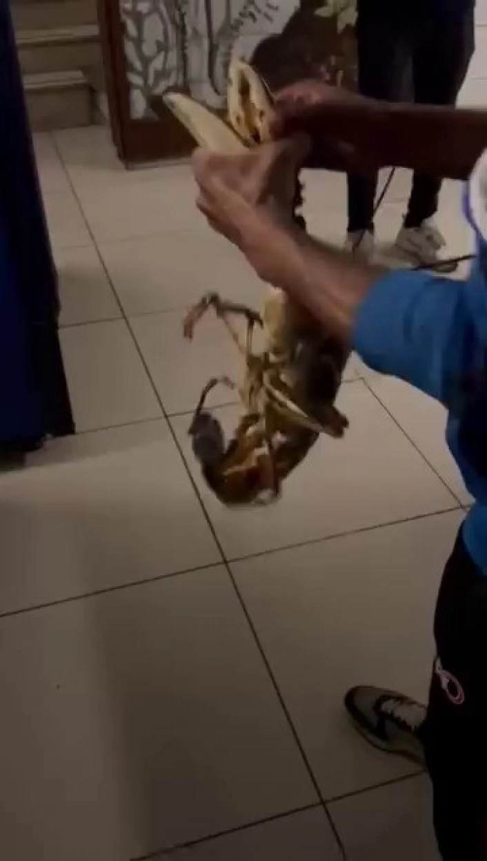 Gemlik Körfezinde dev istakoz yakalandı

