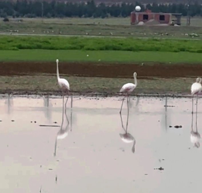 Göç yolunda olan flamingolar Diyarbakırda mola verdi
