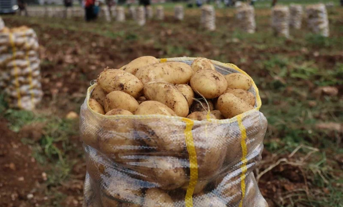 Hepsi geri gönderildi: Yurt dışından gelen 2 bin tondan fazla patates virüslü çıktı
