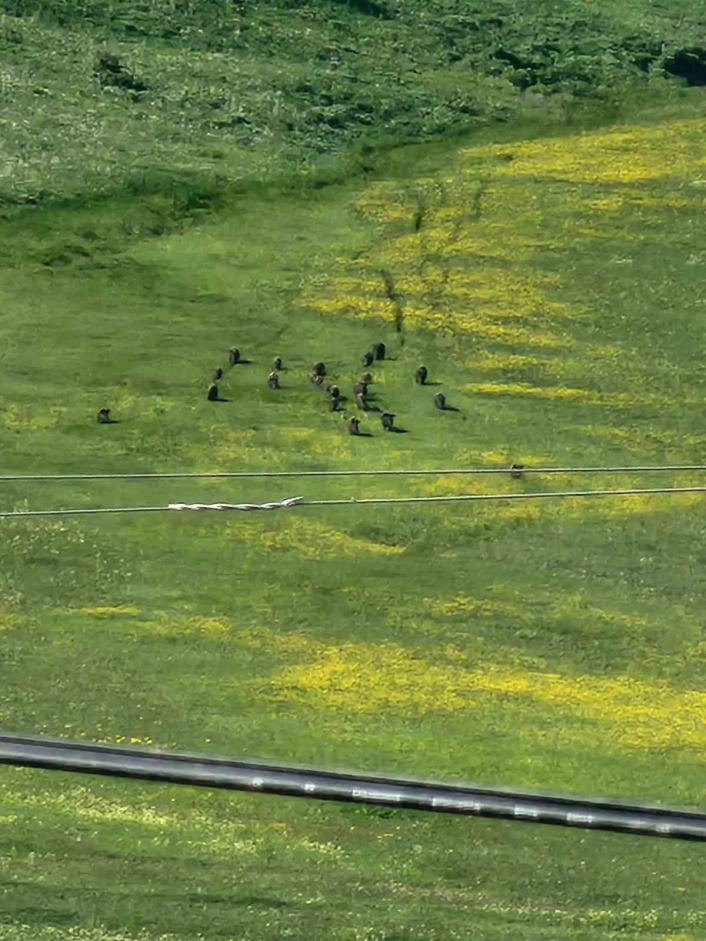 Horasanda domuz sürüsü görüntülendi
