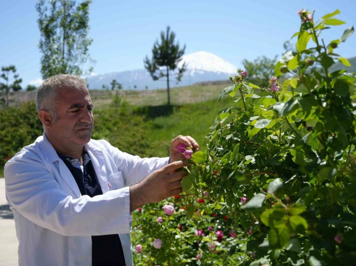 Iğdır Üniversitesinde yetişen güller kozmetik ürünlere dönüşüyor
