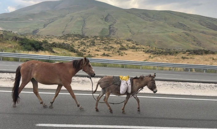 Iğdırda sürüden ayrılan at ve eşek trafiği tehlikeye düşürdü
