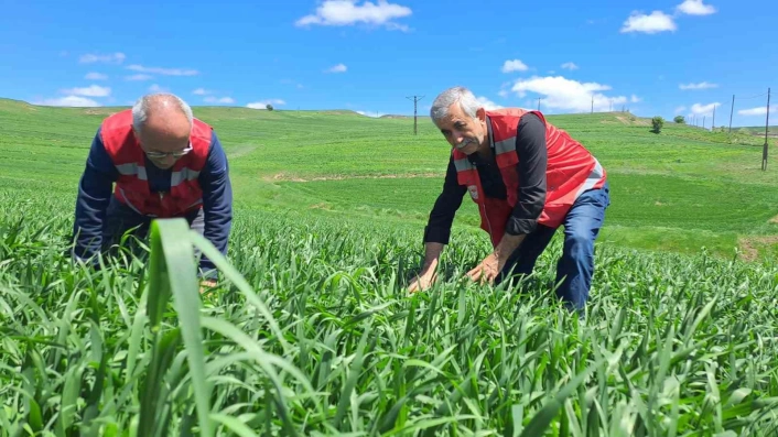İl Tarım ve Orman Müdürlüğü uyardı: Hububatta pas hastalığına dikkat
