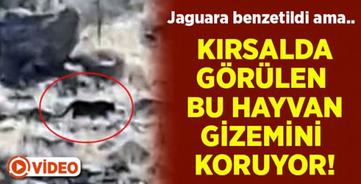 Jaguara benzeyen hayvanın sırrı çözülmeye çalışıyor!