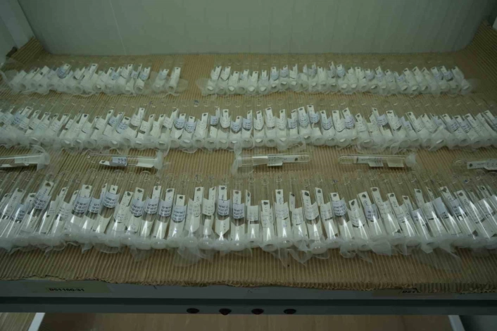 Kahverengi kokarcaya karşı biyolojik savaşta merkez Samsun: 750 bin samuray arısı üretiliyor

