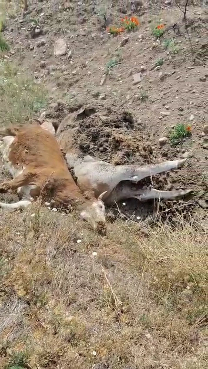 Karabükte 3 inek şap hastalığından telef oldu
