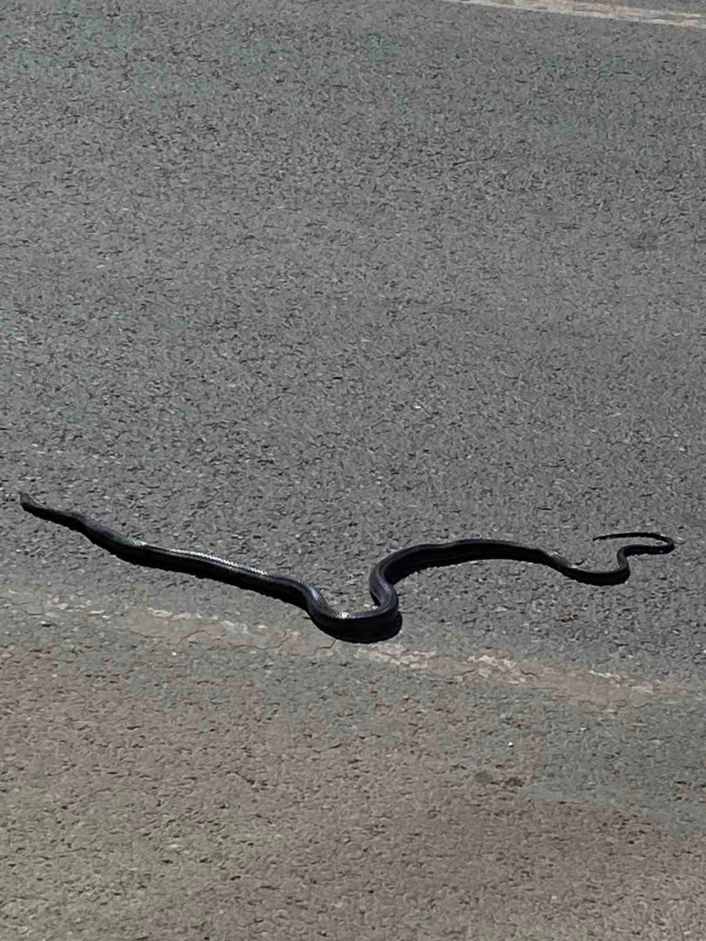 Karayılan yoğun trafiğin arasında telef oldu
