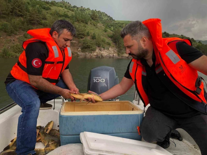 Karsta sazan balıklarının üreme dönemleri araştırılıyor
