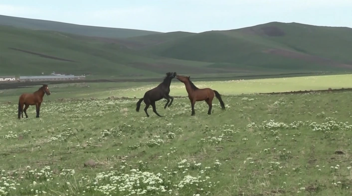 Karsta yılkı atlarının güreşi kamerada
