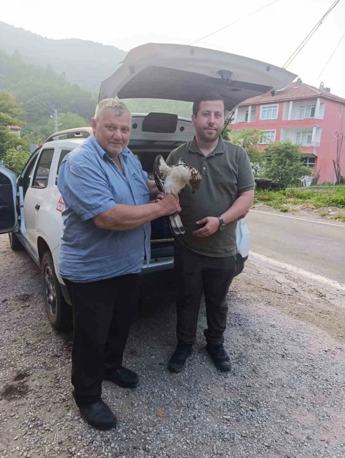 Kastamonuda yaralı halde bulunan şahin, tedavi altına alındı
