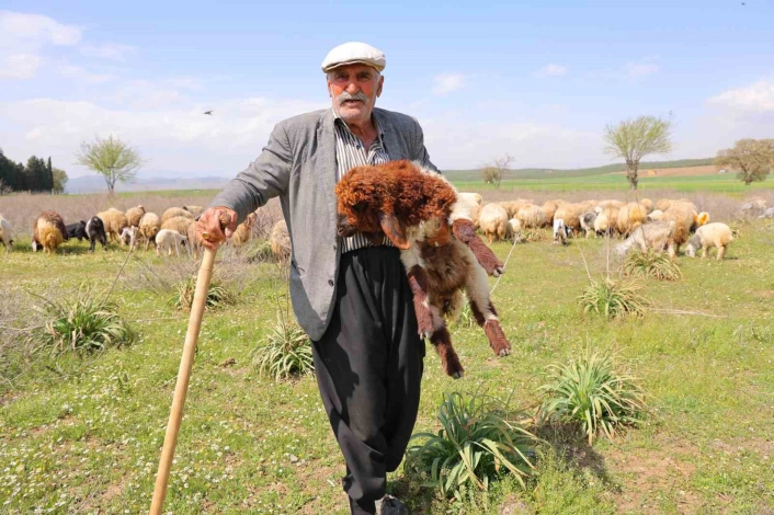 Kendi hayvanlarına çobanlık yapan Hüseyin dede: 