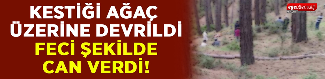 Kestiği ağaç üzerine devrildi.. 