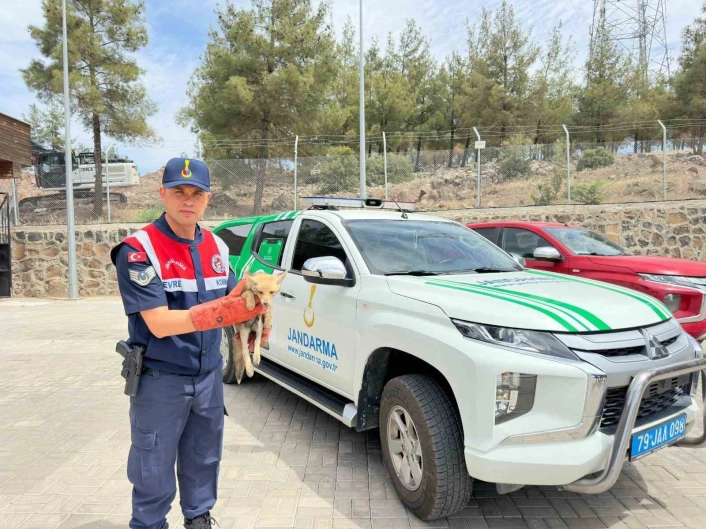 Kiliste yaralı halde bulunan tilki koruma altına alındı
