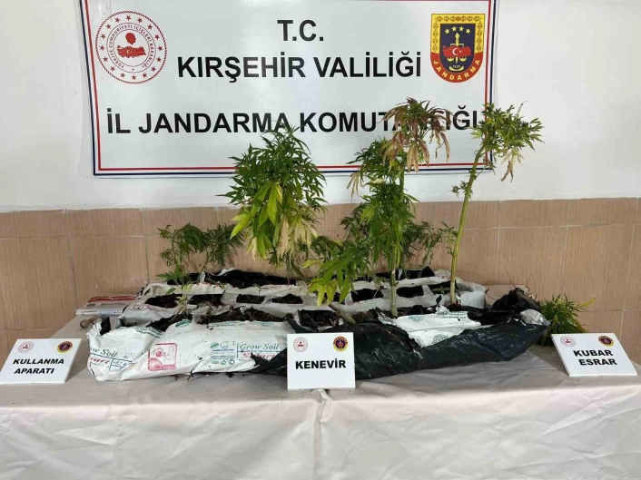 Kırşehirde uyuşturucu operasyonu: 40 kök kenevir ele geçirildi
