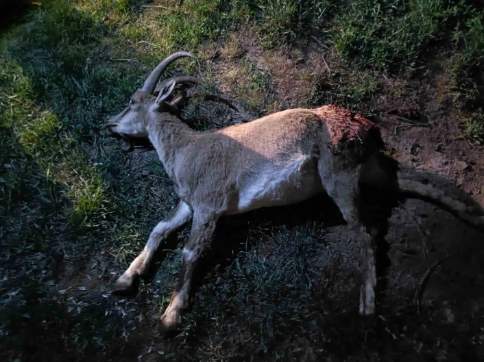 Konyada koruma altındaki yaban keçisini avlayan 2 kişiye 687 bin 974 lira ceza kesildi
