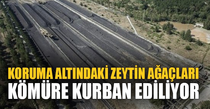 Koruma altındaki zeytin ağaçları kömüre kurban ediliyor