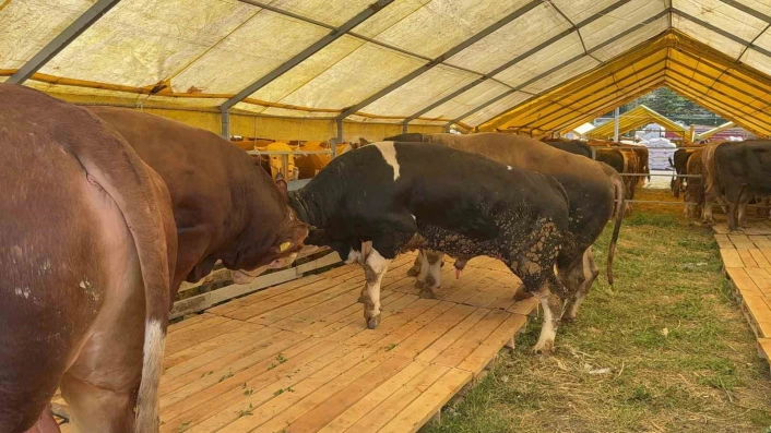 Kurban Bayramına sayılı günler kala İstanbulda kurban pazarları hareketlendi
